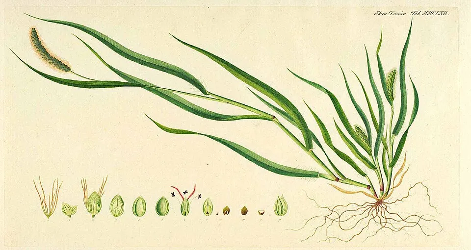 Pearl Millet (Bajra)